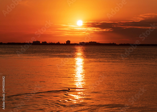Sunset at sea silhouette dolphin 