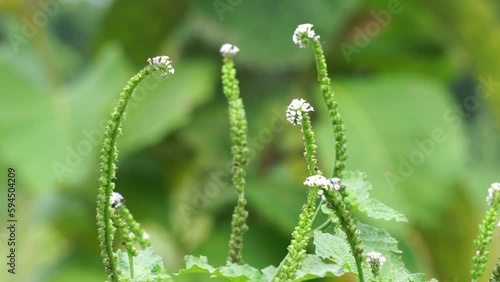 Heliotropium indicum with a natural background. Also called Sangketan, buntut tikus, Indian heliotrope, Indian Turnsole, Heliophytum indicum, Heliotropium parviflorum. photo