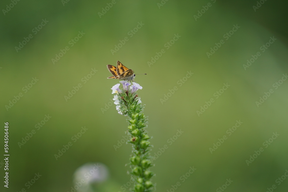 Heliotropium indicum with a natural background. Also called Sangketan, buntut tikus, Indian heliotrope, Indian Turnsole, Heliophytum indicum, Heliotropium parviflorum. Heliotropium indicum with a natural background. Also called Sangketan, buntut tikus, Indian heliotrope, Indian Turnsole, Heliophytum indicum, Heliotropium parviflorum.