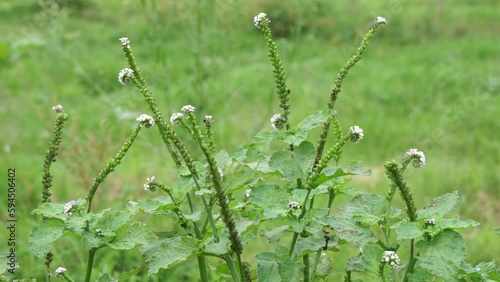 Heliotropium indicum with a natural background. Also called Sangketan, buntut tikus, Indian heliotrope, Indian Turnsole, Heliophytum indicum, Heliotropium parviflorum. photo