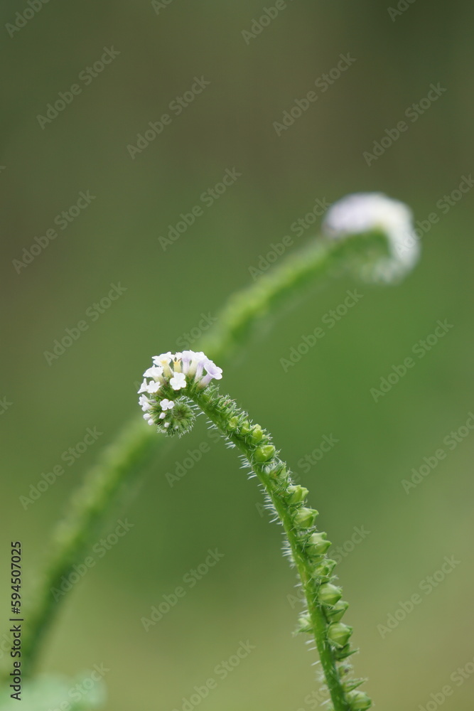 Heliotropium indicum with a natural background. Also called Sangketan, buntut tikus, Indian heliotrope, Indian Turnsole, Heliophytum indicum, Heliotropium parviflorum. Heliotropium indicum with a natural background. Also called Sangketan, buntut tikus, Indian heliotrope, Indian Turnsole, Heliophytum indicum, Heliotropium parviflorum.