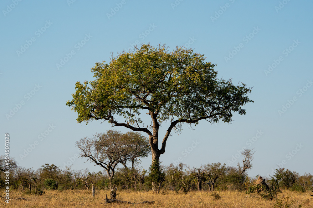 Obraz premium A large tree in the Savannah area of South Africa. 