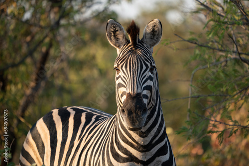 A zebra in the bush in Africa. 