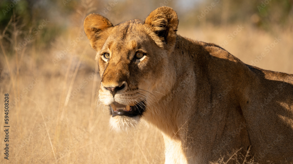 Naklejka premium Close up of a wild lioness in Kruger National Park South Africa. 