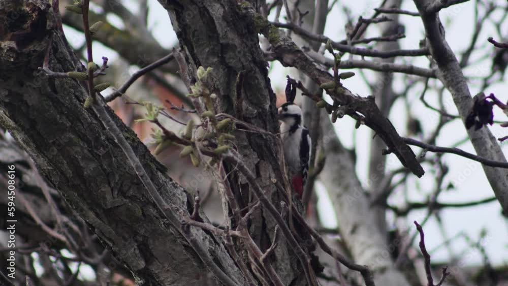 a woodpecker knocks on a walnut tree looking for food a woodpecker knocks on a walnut tree looking for food