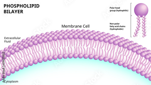 Structure of the Phospholipid Bilayer in the Cell Membrane - 3D look Medical Vector Illustration photo