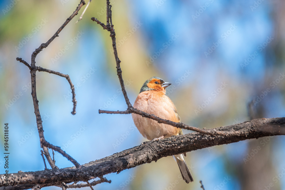 Common chaffinch, Fringilla coelebs, sits on a tree. Common chaffinch in wildlife. Common chaffinch, Fringilla coelebs, sits on a tree. Common chaffinch in wildlife.