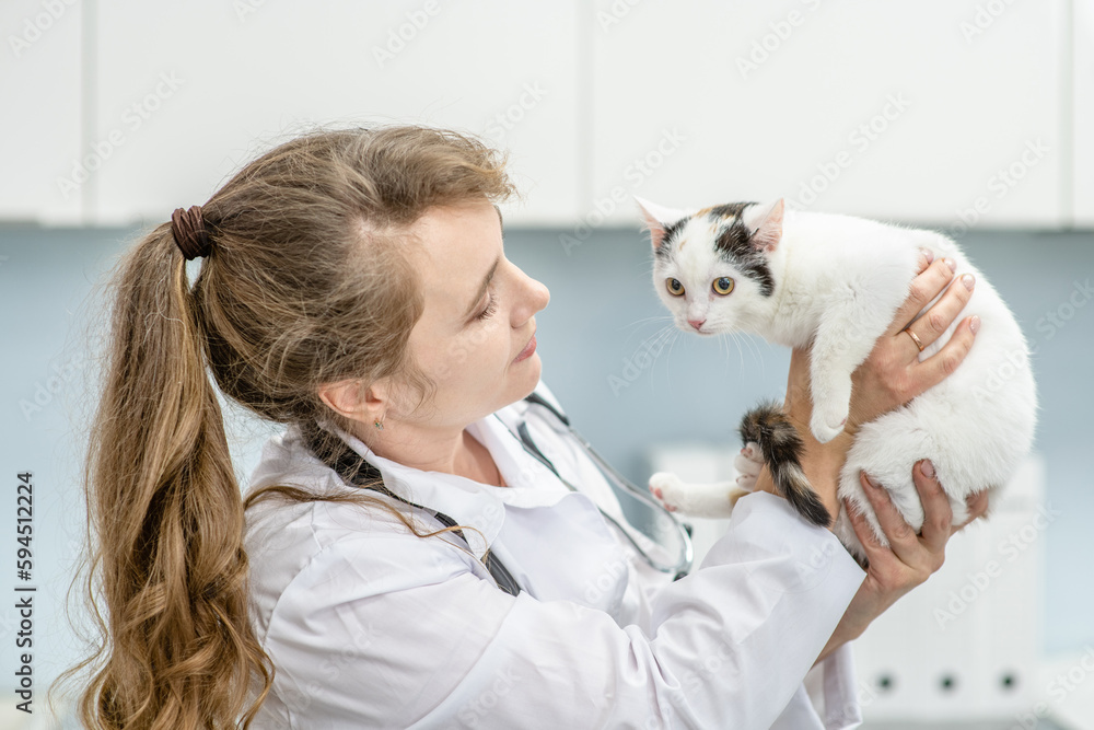 Happy female vet holds kitten at veterinary clinic Happy female vet holds kitten at veterinary clinic