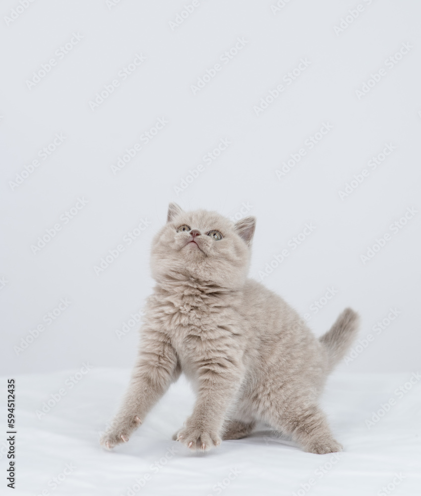 Playful kitten sits looks away and up on empty space. isolated on white background