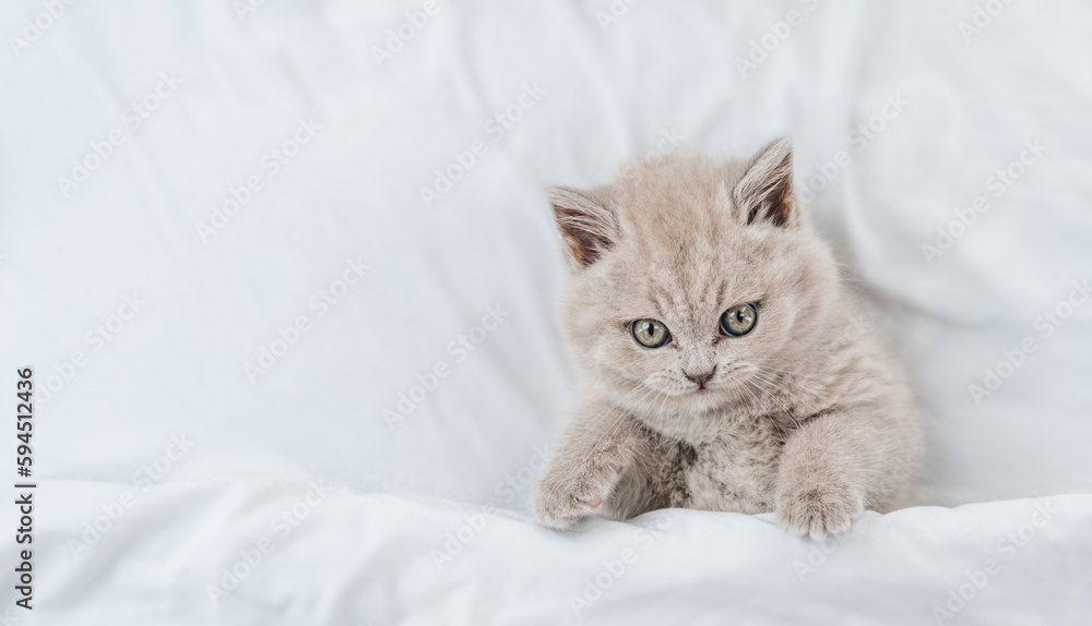 Cozy fold kitten lying under white blanket on a bed at home and looks up. Top down view. Empty space for text