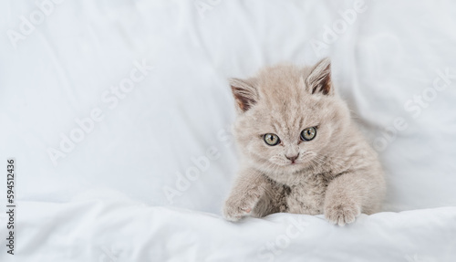 Cozy fold kitten lying under white blanket on a bed at home and looks up. Top down view. Empty space for text
