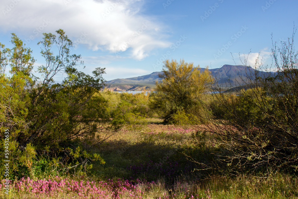 Super bloom purple wildflowers in spring 2023 near Theodore Roosevelt Lake in Tonto National Forest in Arizona