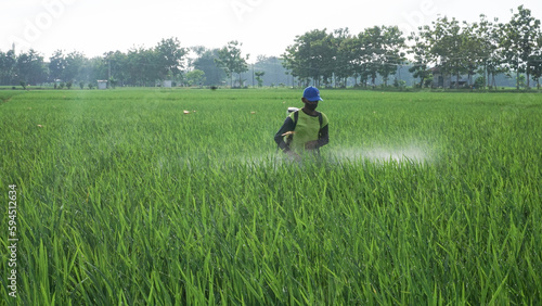 Asian farmers spray herbicides Farmers spray insecticides in rice fields. indonesian farmer. 