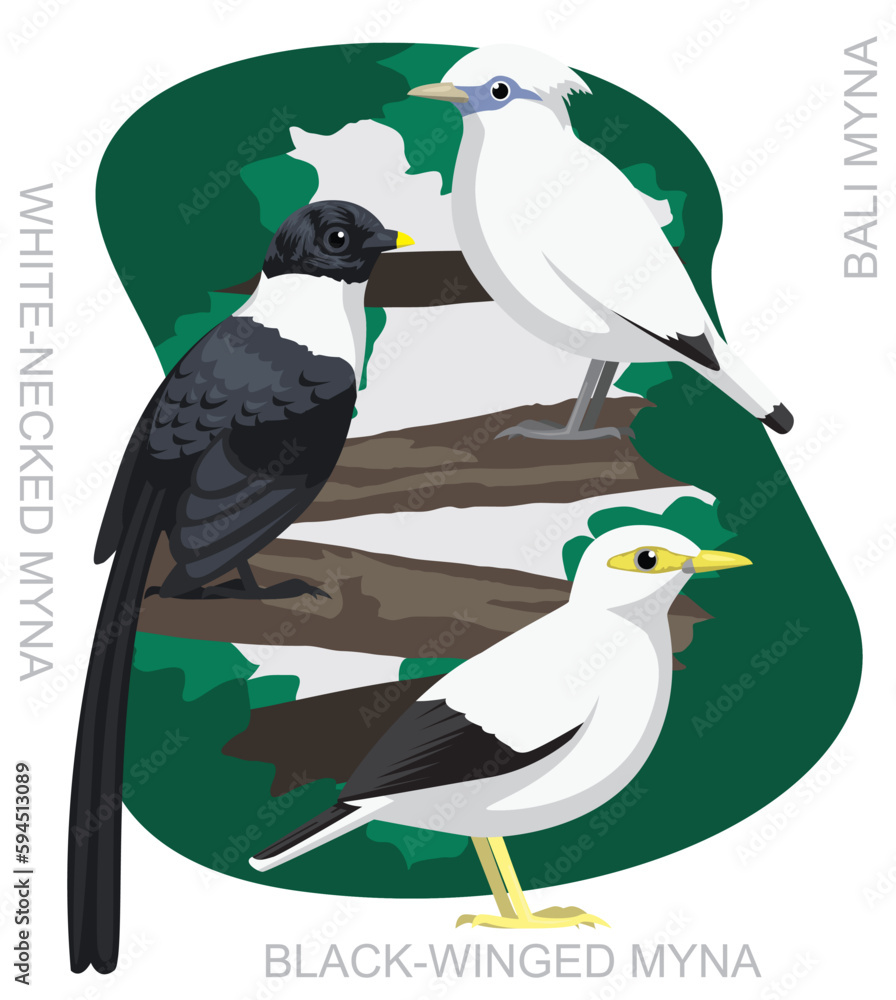 Fototapeta premium Cute Bird Bali Myna Set Cartoon Vector 