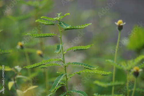 Phyllanthus urinaria (meniran, chamber bitter, gripeweed, shatterstone, stonebreaker, leafflower) with a natural background. The leaves are large at the tip and smaller towards the petiole. photo