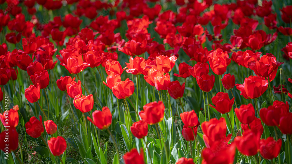 Tulip Flower in Garden.Nature concept background.