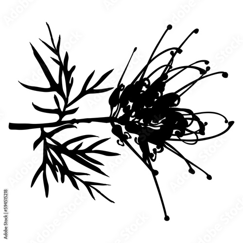 Single blooming branch of Grevillea flower. Grevillea banksii. Exotic blossom. Black silhouette on white background. photo