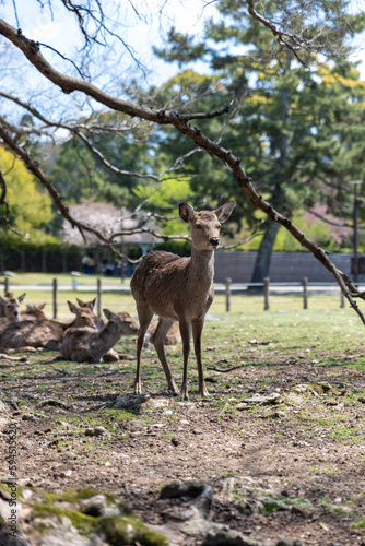 Closeup of Japanese spotted deer on the green field. Japan, Nara Park. Wild animals in the nature