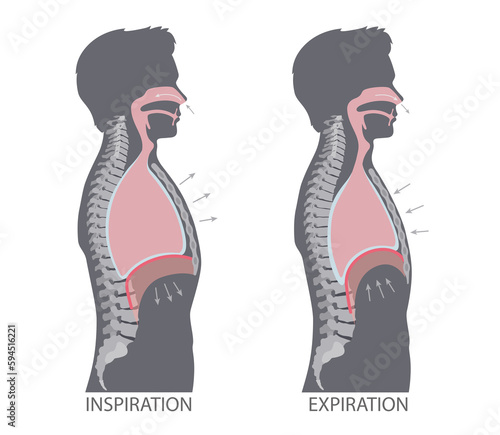 Fotografija Mechanism of Breathing. Inspiration and Expiration
