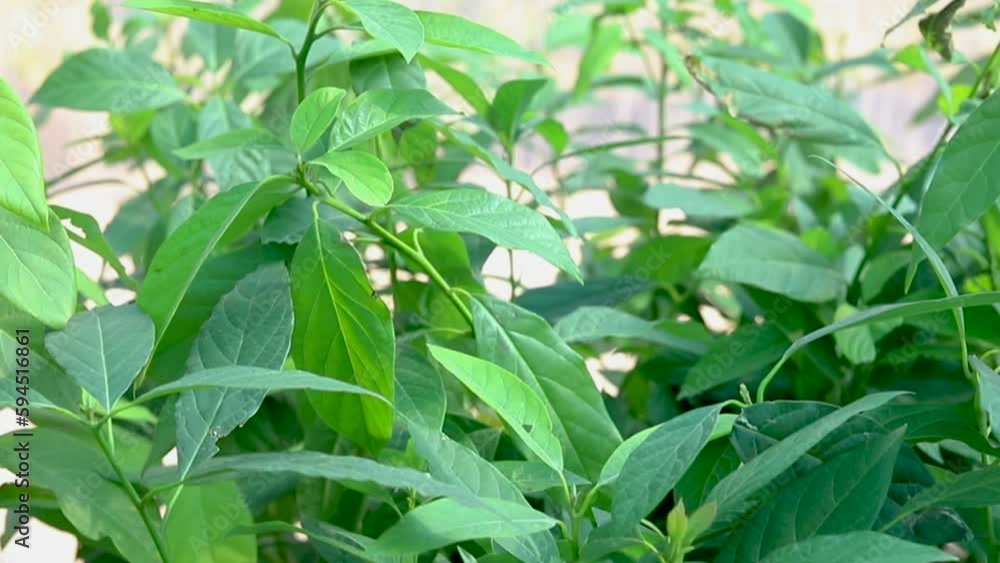 Avocado saplings in greenhouse closeup view Avocado saplings in greenhouse closeup view