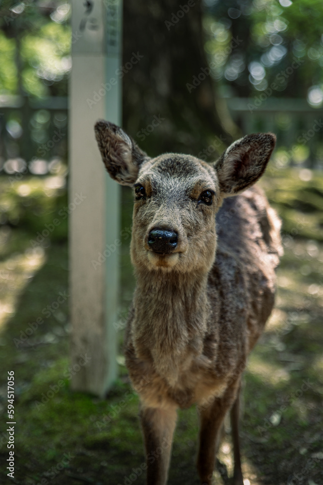 Closeup of Japanese spotted deer on the green field. Spring 2023 Japan, Nara Park. Wild animals in the nature Closeup of Japanese spotted deer on the green field. Spring 2023 Japan, Nara Park. Wild animals in the nature