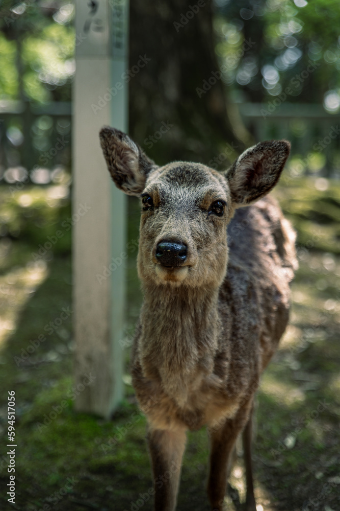 Closeup of Japanese spotted deer on the green field. Spring 2023 Japan, Nara Park. Wild animals in the nature