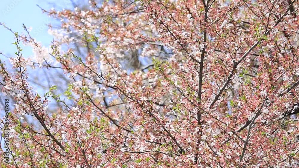 風に揺れる桜の花 風に揺れる桜の花