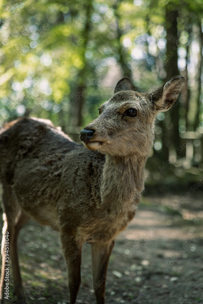 Closeup of Japanese spotted deer on the green field. Spring 2023 Japan, Nara Park. Wild animals in the nature