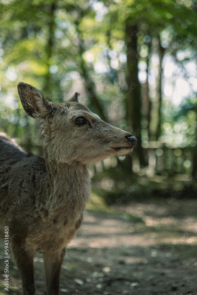 Closeup of Japanese spotted deer on the green field. Spring 2023 Japan, Nara Park. Wild animals in the nature Closeup of Japanese spotted deer on the green field. Spring 2023 Japan, Nara Park. Wild animals in the nature