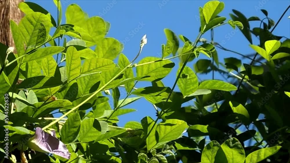 Plant vines with a sky background. Blue Butterfly pea flower. summer garden. Plant vines with a sky background. Blue Butterfly pea flower. summer garden.