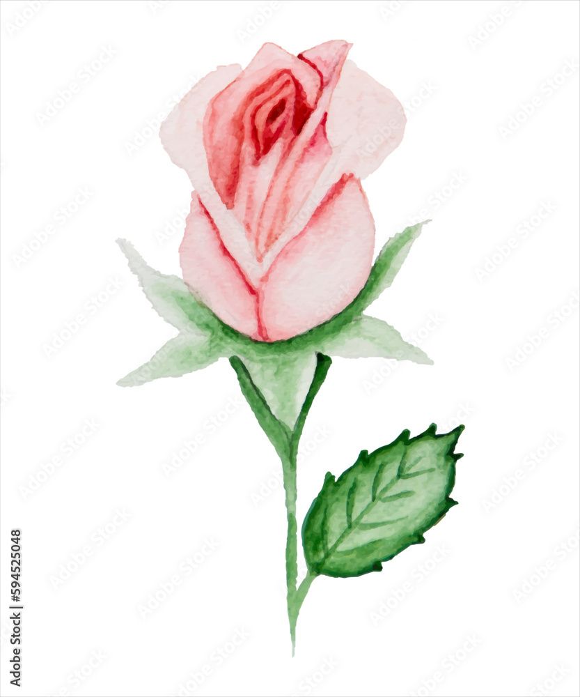 Fototapeta premium Pink rose hand painted watercolor - DIY flowers, green leaves, elements collection - for bouquets, wreaths, arrangements, wedding invitations, anniversaries, birthdays, postcards, greetings, cards.