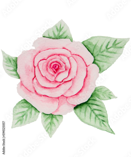 Beautiful rose flower with leaves and a stem. Watercolor illustration- DIY flowers  green leaves  elements collection - for bouquets  wreaths  arrangements  wedding invitations  anniversaries.