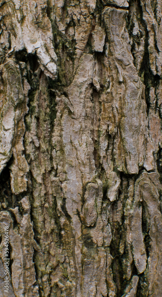 Details of the bark of spathodea campanulata Details of the bark of spathodea campanulata