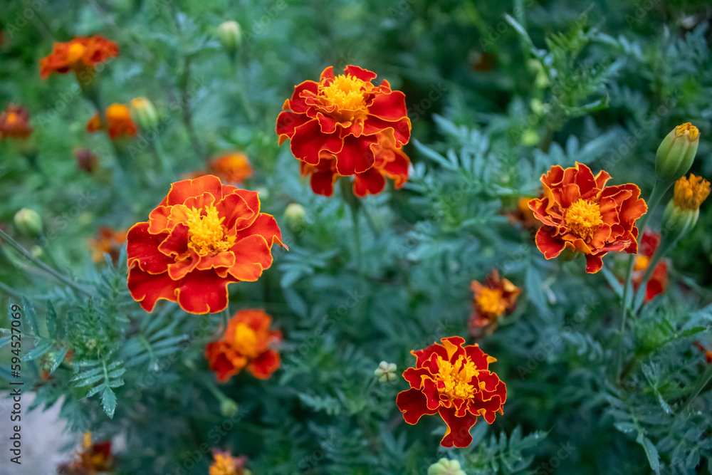 Flowers of Tagetes or also known as Yellow Marigold. The National Symbol of Ukraine.