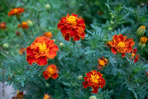 Flowers of Tagetes or also known as Yellow Marigold. The National Symbol of Ukraine.