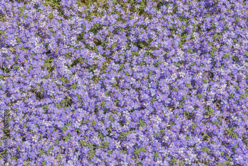 group of small lilac flowers illuminated by sunlight © JOSEANTONA