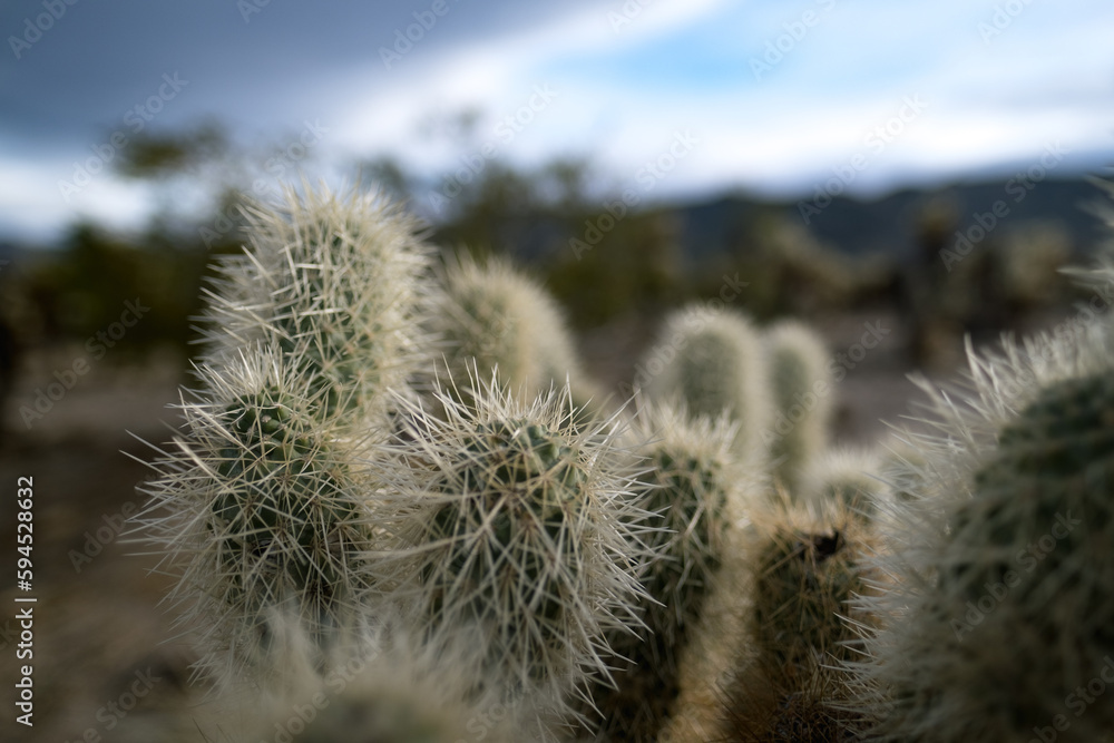 Obraz premium Closeup of the prickly needles of cholla cactuses in the Mojave Desert of California.