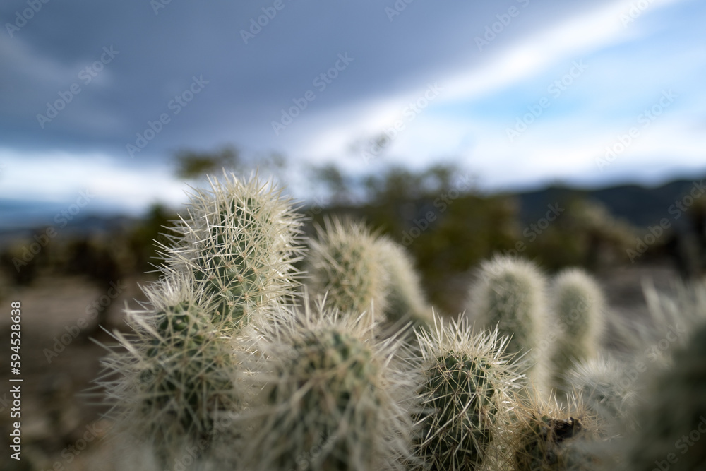 Obraz premium Closeup of the prickly needles of cholla cactuses in the Mojave Desert of California.