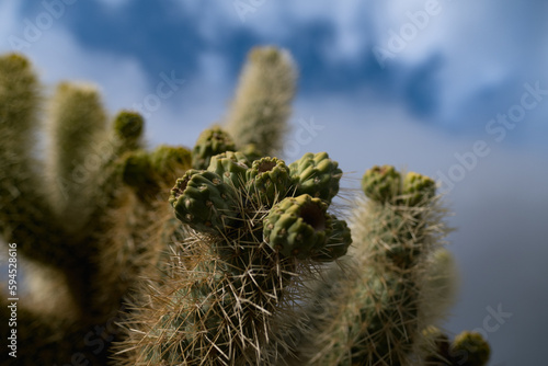 Tiny fruit on cholla cactuses during springtime in the Mojave Desert in California.