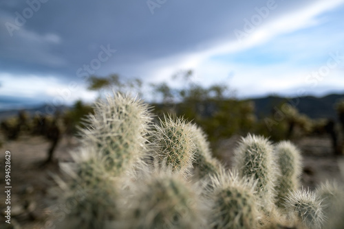 Closeup of the prickly needles of cholla cactuses in the Mojave Desert of California.
