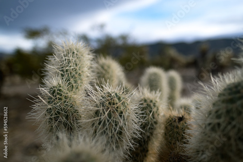Closeup of the prickly needles of cholla cactuses in the Mojave Desert of California.