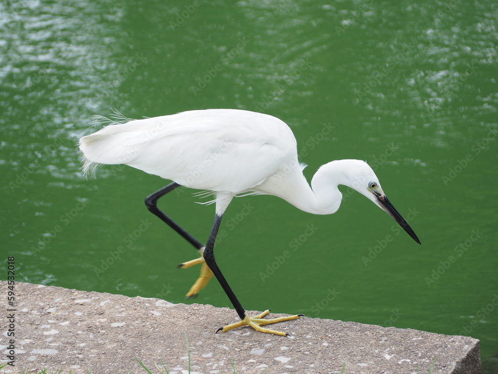 Obraz premium white heron in the water