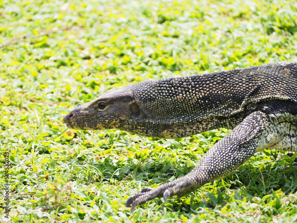 lizard on a rock lizard on a rock