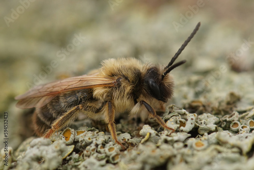 Close-up on a furry male of the Grey-gastered solitary mining bee, Andrena tibialis