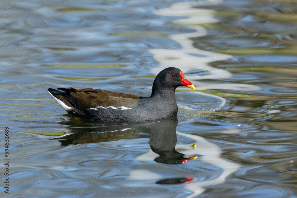 Moorhen water bird, moor hen, waterfowl swimming in the water on the pond in lovely blue water in the sunshine 