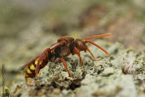 Close-up on a colorful red female of the flavous nomad bee  Nomada flava