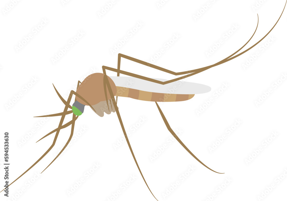 mosquito vector image insect image mosquito vector image insect image