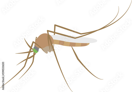 mosquito vector image insect image