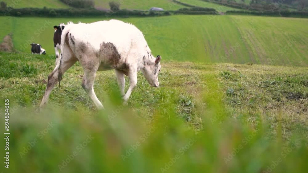 Cows graze in farmland cattle raising pastoral concept. Cow in chain.
