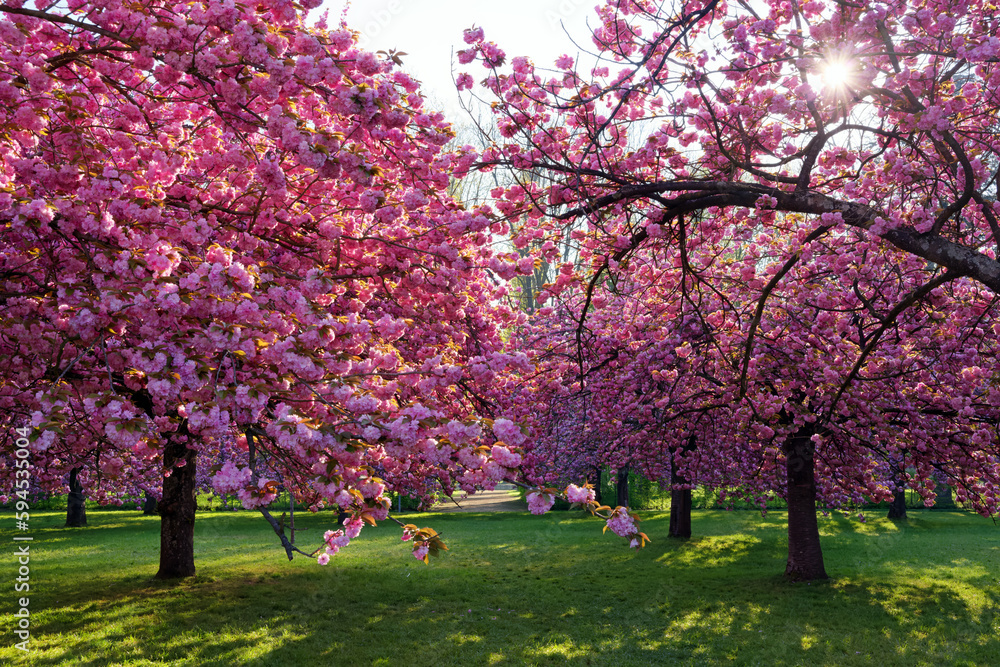 Cherry trees of the Departmental park of Sceaux Cherry trees of the Departmental park of Sceaux